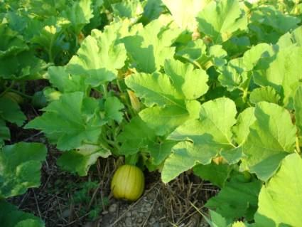 How does a pumpkin grow?